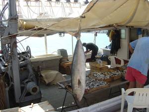 fish